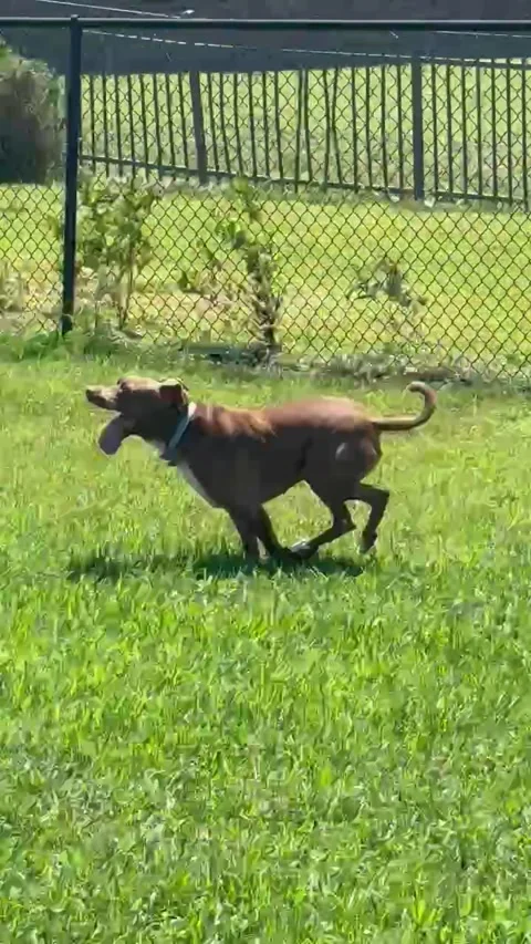 The Happy Place Stock Footage 313292175