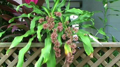 Happy plant Stock Footage 445352