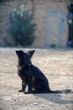 Happy playing dog Stock Photos