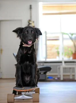 Happy playing dogs Stock Photos