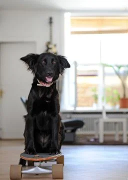 Happy playing dogs Stock Photos