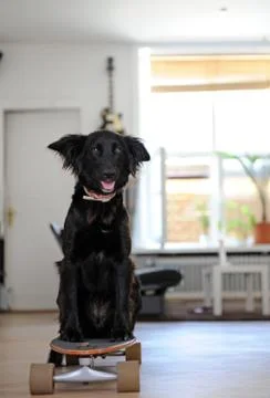 Happy playing dogs Stock Photos