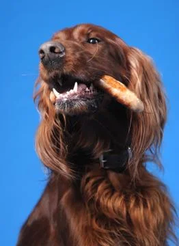 Happy playing dogs Stock Photos