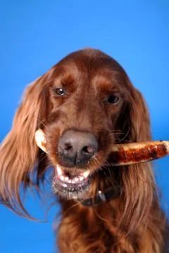 Happy playing dogs Stock Photos
