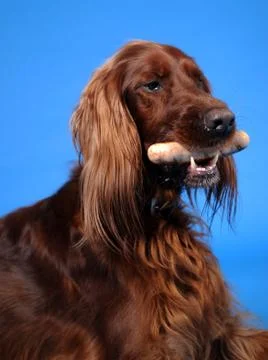 Happy playing dogs Stock Photos