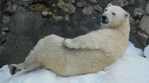 Happy polar bear Stock Footage 64951368