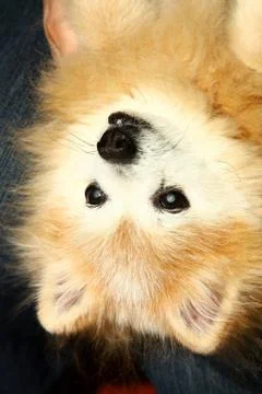 Happy pomeranian dog Stock Photos