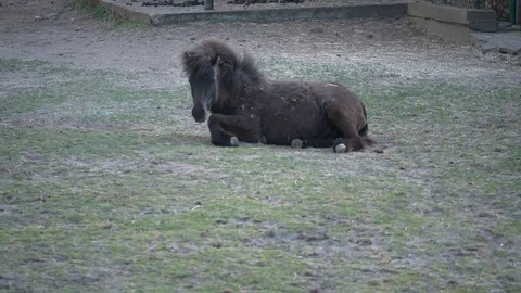 Happy pony Stock Footage 123442273