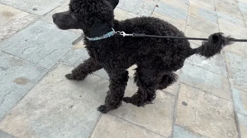 Happy poodle on a leash Stock Footage 230630295