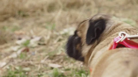 Happy pug being called over Stock Footage 74336819