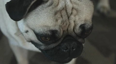 Happy pug dog looking up into the camera Stock Footage 59828794