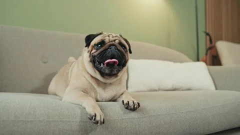 Happy Pug Dog Lying on Sofa at Home Stock-Footage 341598384
