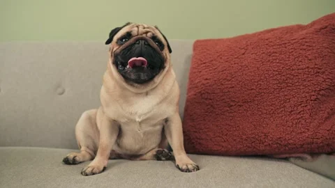 Happy Pug Dog Lying on Sofa at Home 動画素材 345605704