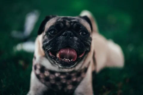 Happy pug dog Stock Photos