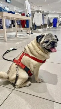 Happy Pug Exploring a Pet-Friendly Clothing Store Stock Photos