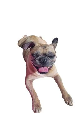 Happy Pug Lying Down Stock Photos