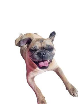 Happy Pug Lying Down Stock Photos
