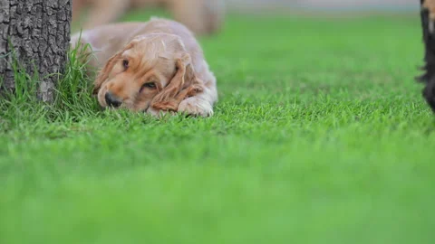 Happy puppies playing together in backyard, summer vibes, 4K slow motion Stock Footage 334130265