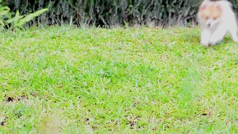 Happy puppy caught in motion while running on vibrant green grass Video stock 97095754