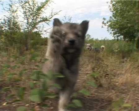 Happy puppy Stock Footage 460001