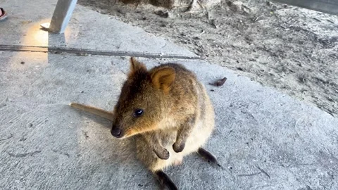 Happy Quokka Stock-Footage 305662070