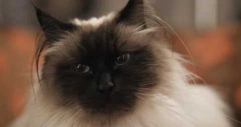 Happy Ragdoll Cat Falling Asleep on Couch 库存影片 86338718