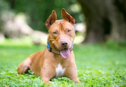 A happy red and white Pit Bull Terrier mixed breed dog relaxing in the grass  Stock Photos