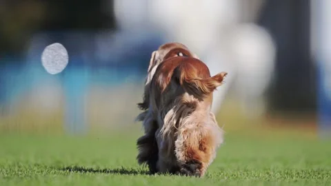 Happy red spaniel dashes across vibrant green grass, full of energy and Stock Footage 304681485