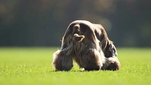 Happy red Spaniel dashes on a vibrant green field in stunning slow motion. Stock Footage 294700309
