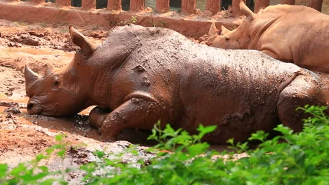Happy Rhino in Red Mud Stock Footage 147540519