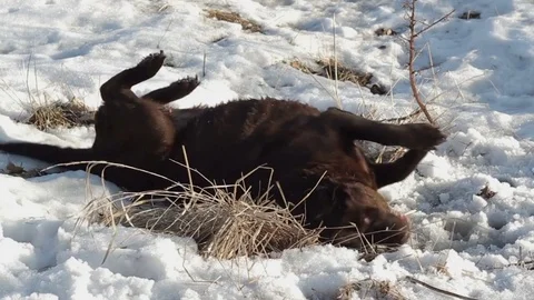 Happy rolling dogs Stock Footage 74238417