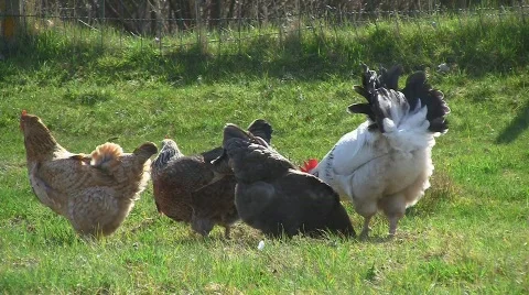 Happy rooster with hens Stock Footage 703896