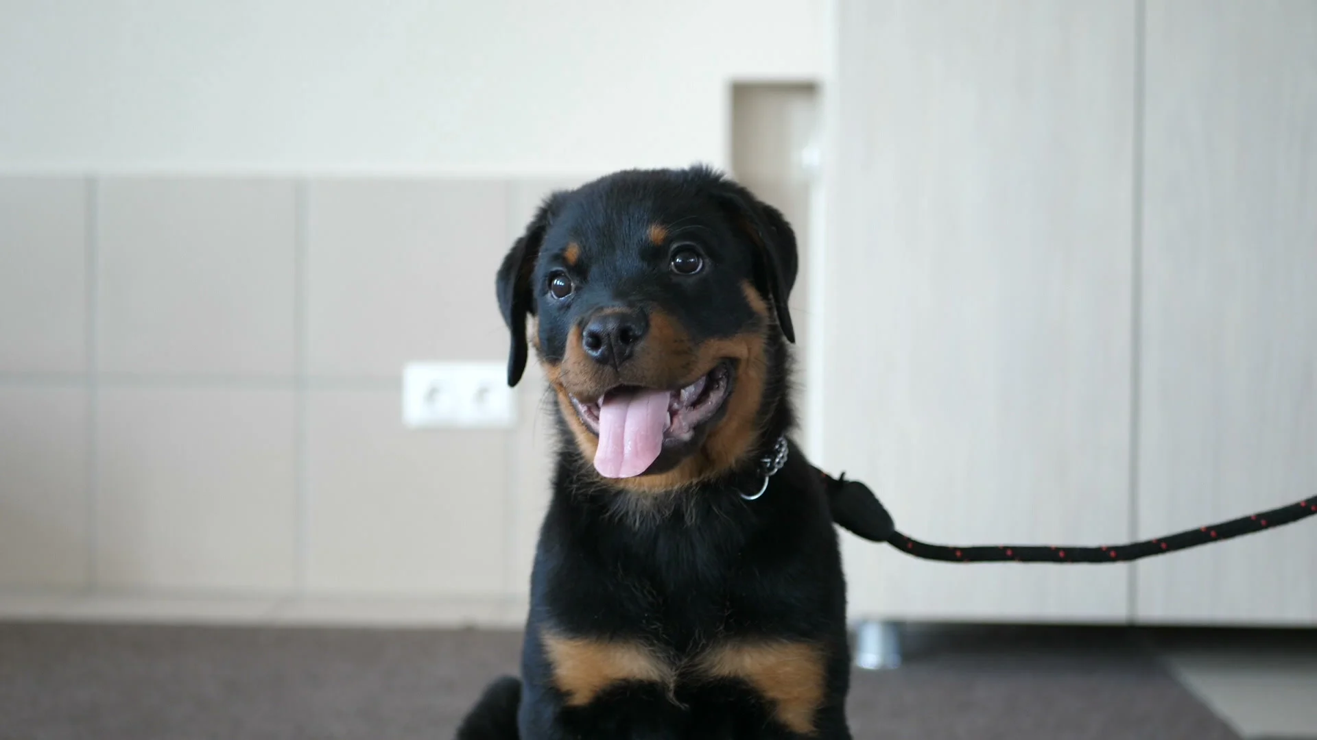 Happy Rottweiler puppy sits and looks ar... | Stock Video | Pond5