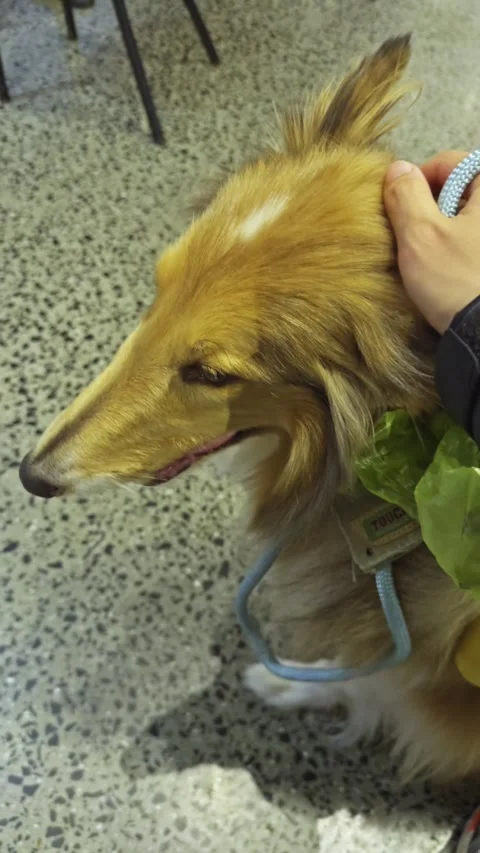 Happy Rough Collie Being Petted Inside Shopping Center Stock Footage 313823863