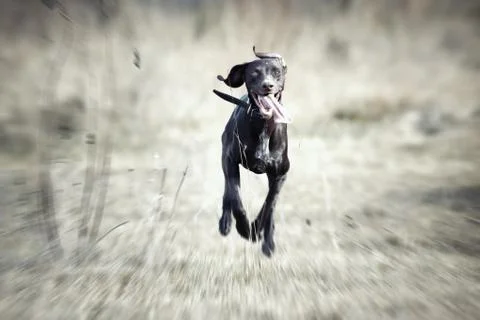 Happy running dog Stock Photos