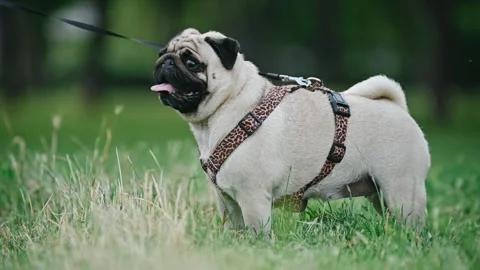 Happy running pug. 動画素材 343874819