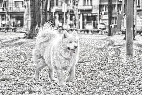 Happy samoyed dog Stock Photos