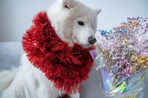 Happy samoyed dog wrapped in red new year's rain sittin on the sofa and looking Stock Photos