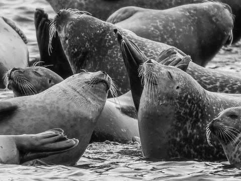 Happy seals Stock Photos