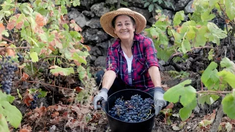 Happy senior farmer work at grape farm. Food agriculture business Stock Footage 307169133