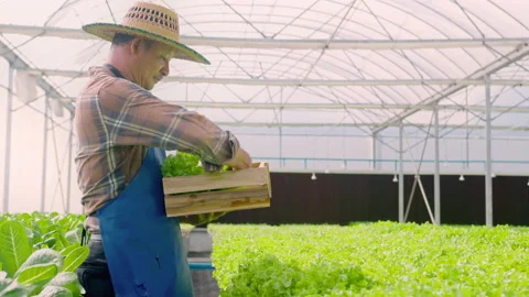 Happy senior farmer working in hydroponic greenhouse farm, clean food and hea Vídeos de archivo 164467993