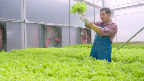 Happy senior farmer working in hydroponic greenhouse farm, clean food and hea Stock Footage 164470026
