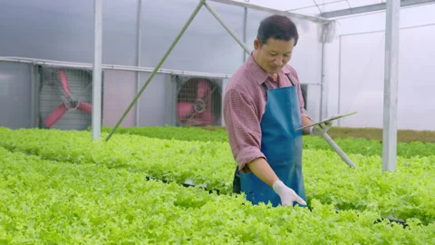 Happy senior farmer working using tablet in hydroponic greenhouse farm, clean Stock Footage 164469845
