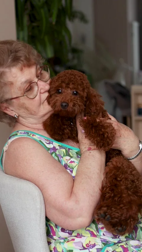 Happy senior woman smiling while sitting at home with poodle dog, wearing summer Stock Footage 310038656