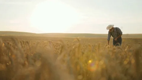 Happy seniour farmer in the hat checking wheat quality in the golden field at Stock Footage 78796667