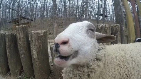 Happy sheep chewing dry grass Stock Footage 74494622