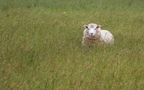 Happy sheep Stock Photos