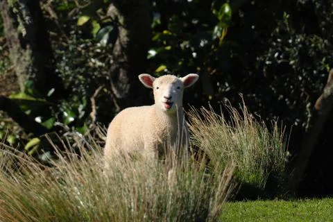 Happy Sheep Stock Photos