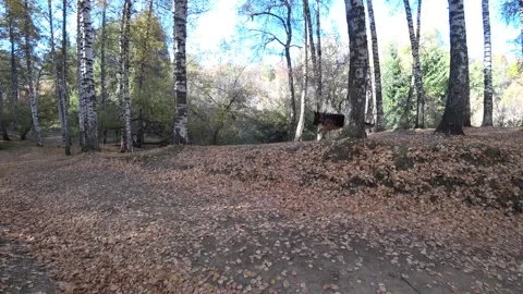 A happy shepherd dog run through the autumn forest Video stock 218422335