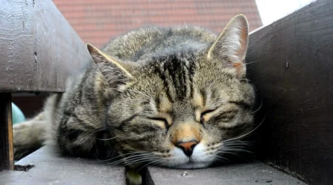Happy sleepy cat Stock Footage 37824285